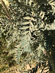 Astragalus oxyphysus