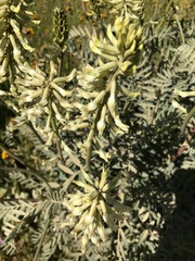 Astragalus oxyphysus