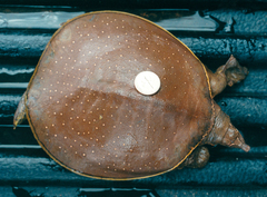 Apalone spinifera guadalupensis