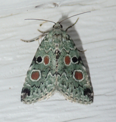 Maliattha concinnimacula