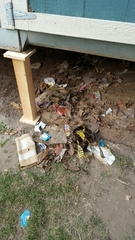 Didelphis virginiana