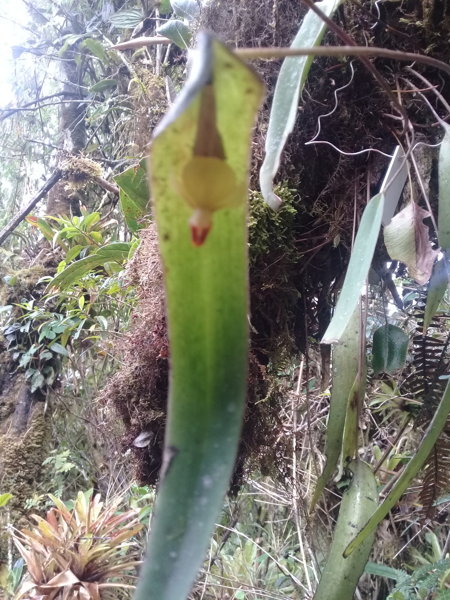 Pleurothallis penelops image