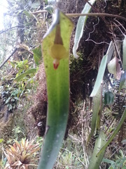 Pleurothallis penelops