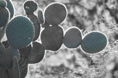 Opuntia durangensis