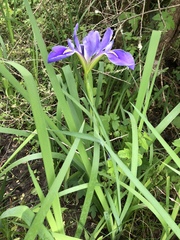 Iris hexagona