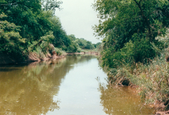 Apalone spinifera guadalupensis
