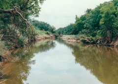 Apalone spinifera guadalupensis