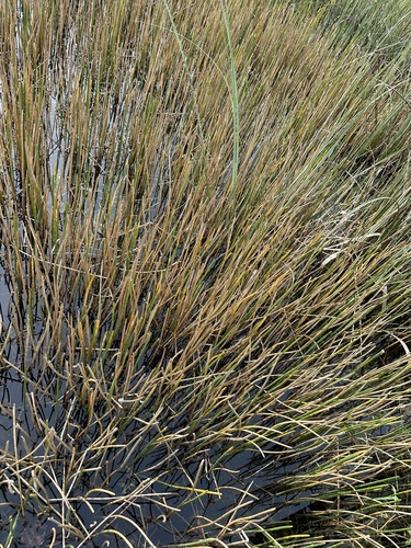 Image of Eleocharis interstincta by (c) Matt Berger, some rights reserved (CC BY)