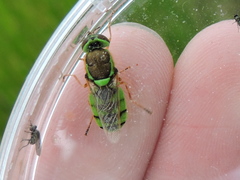 Odontomyia cincta