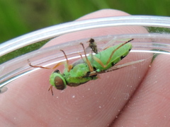 Odontomyia cincta
