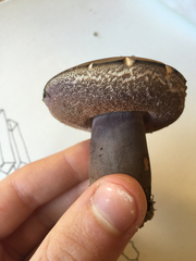 Tylopilus formosus