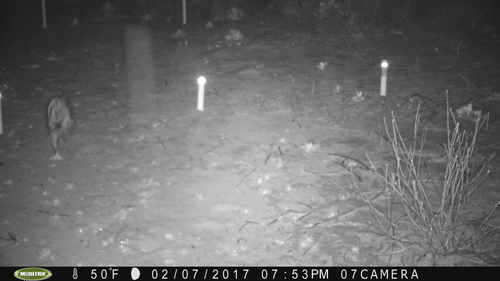 iNaturalist observation photo of Virginia Opossum