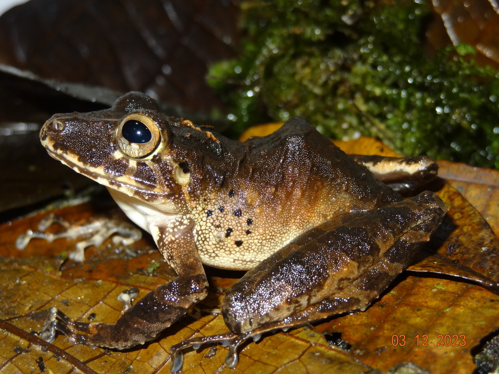 Choco's Robber Frog