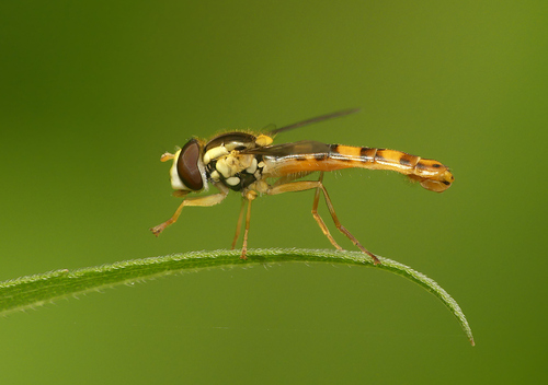 Common Globetail, photo 3 of 10