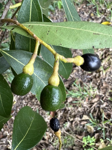 Damburneya coriacea (Damburneya coriacea)