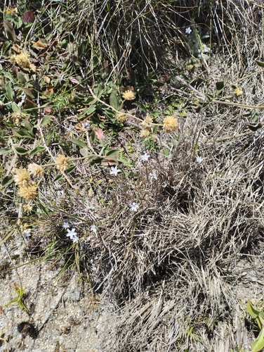 Image of Wahlenbergia linarioides by (c) Agustina Medina, some rights reserved (CC BY)