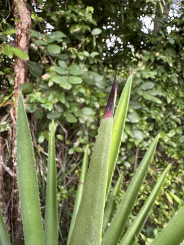 Image of Agave decipiens by (c) Matt Berger, some rights reserved (CC BY)