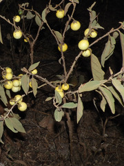 Solanum incanum