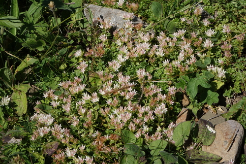 Sedum spurium 'John Creech'