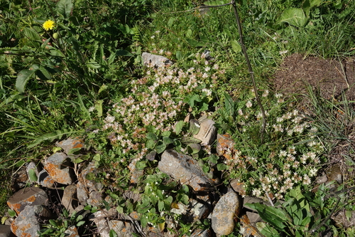 Sedum spurium 'John Creech' 2