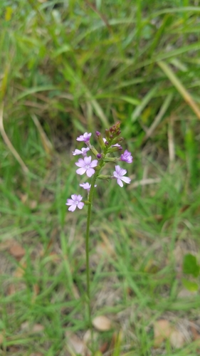 Buchnera floridana image