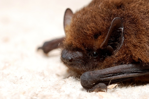 Common Pipistrelle