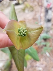 Lonicera flava