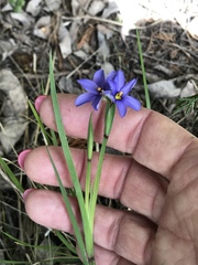 Sisyrinchium pruinosum