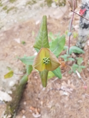 Lonicera flava