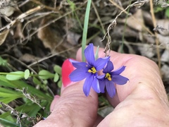Sisyrinchium pruinosum