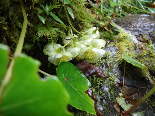 Begonia tropaeolifolia image