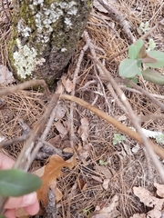 Lonicera flava