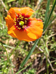Papaver heterophyllum