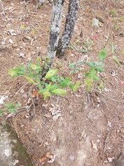 Lonicera flava