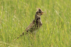 Eurasian Skylark photo 4