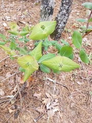 Lonicera flava