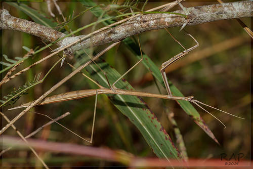 Small-winged Stick Mantis photo 5
