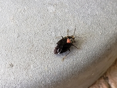 Deraeocoris sayi
