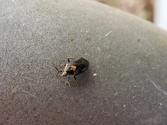 Deraeocoris sayi