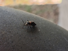 Deraeocoris sayi