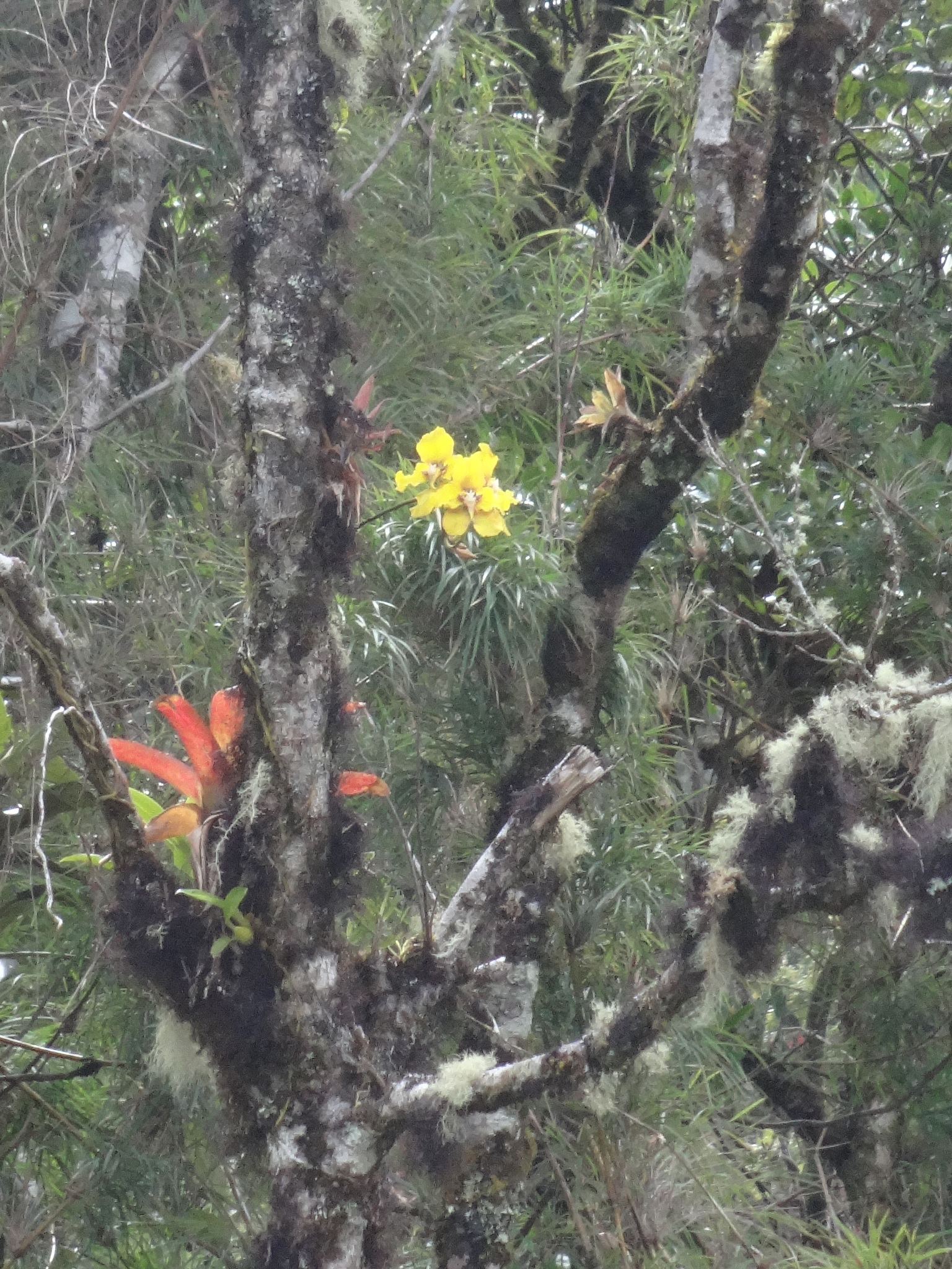 Cyrtochilum macranthum image