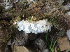 Sebacina sparassoidea