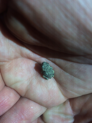 iNaturalist observation photo of Red-spotted Toad