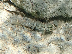 Gnatholepis thompsoni