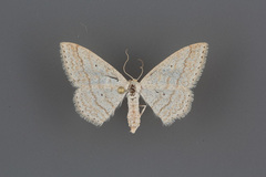 Scopula ancellata