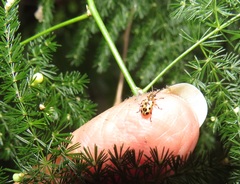 Crioceris nigropunctata