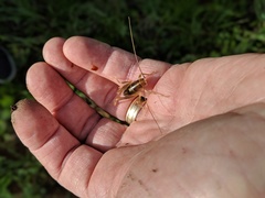 Ceuthophilus hesperus