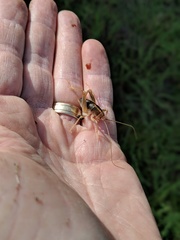 Ceuthophilus hesperus