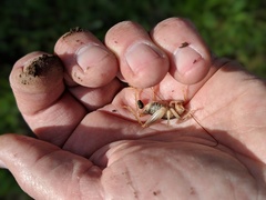 Ceuthophilus hesperus