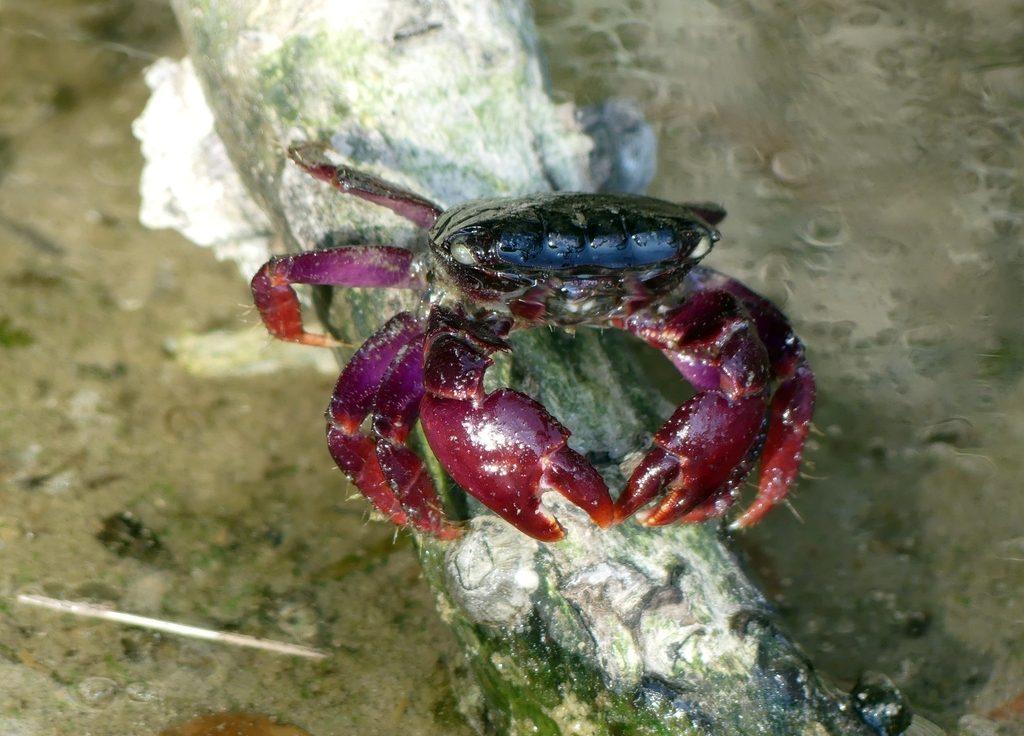 Purple Estuarine Rock Crab from Ras Al Khor Dubai Émirats arabes
